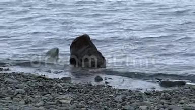 海豹坐在靠近海岸的水中。 安德列夫。